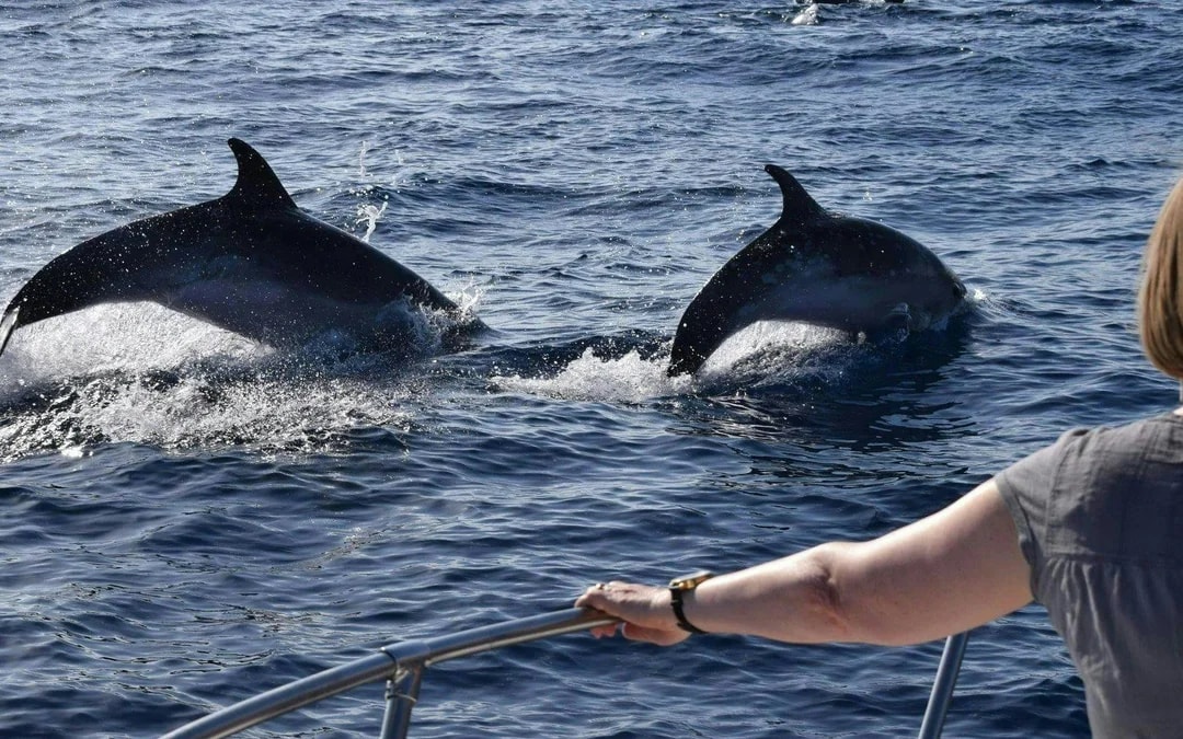 Calheta Private Luxury Yacht Dolphin & Whale Watching Image 4