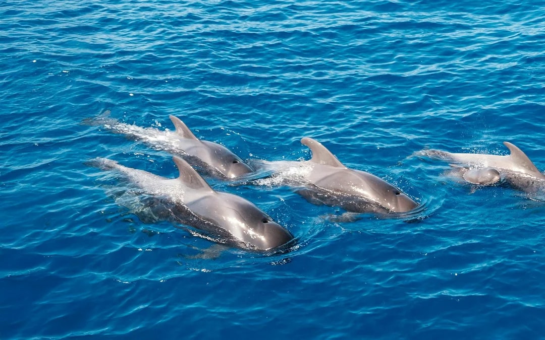 Calheta Shared Yacht Dolphin & Whale Watching Image 3