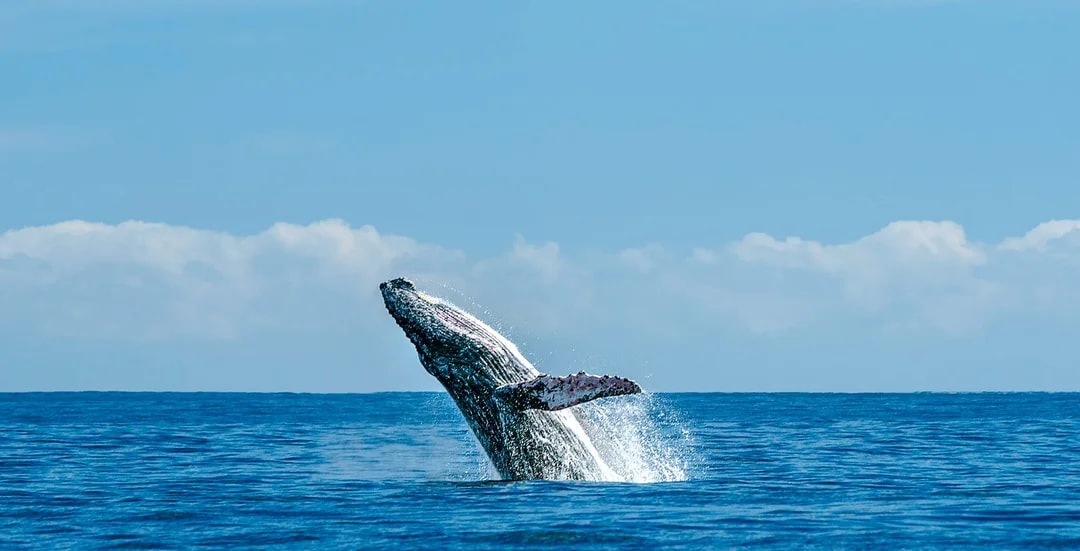 Calheta Shared Yacht Dolphin & Whale Watching Image 4