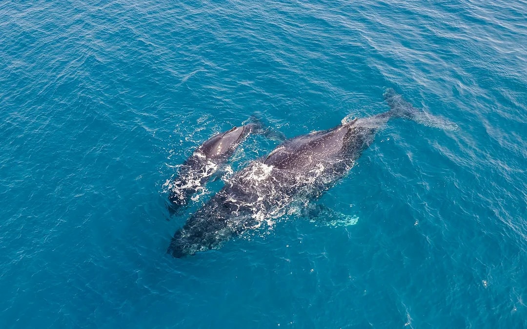 Calheta Shared Yacht Dolphin & Whale Watching Image 5