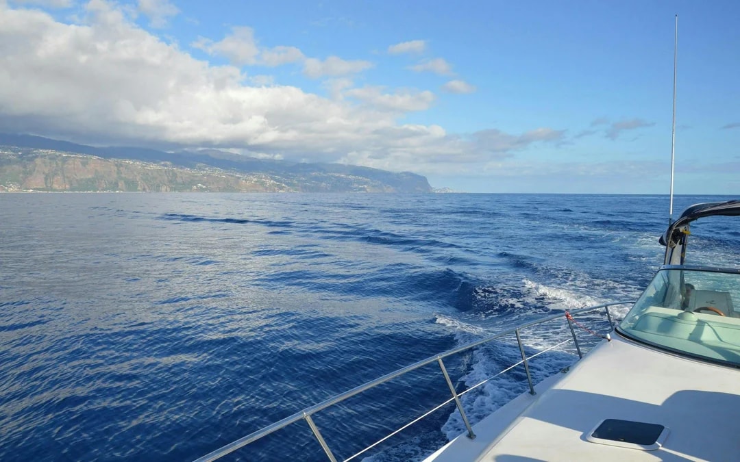 Calheta Shared Yacht Dolphin & Whale Watching Image 7