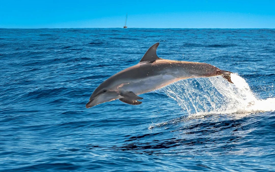 Calheta Shared Yacht Dolphin & Whale Watching Image 8