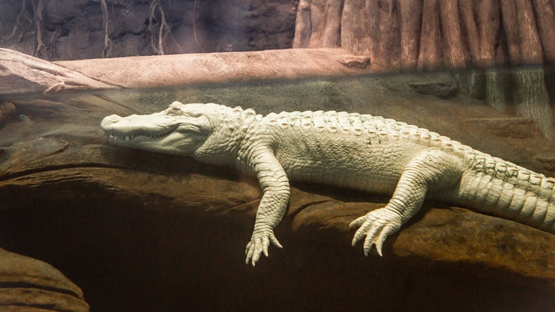 Albino alligator Claude resting on a rock in an exhibit.