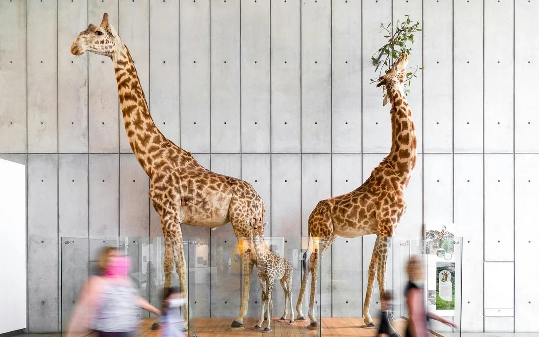 California Academy of Sciences Tickets Image 10