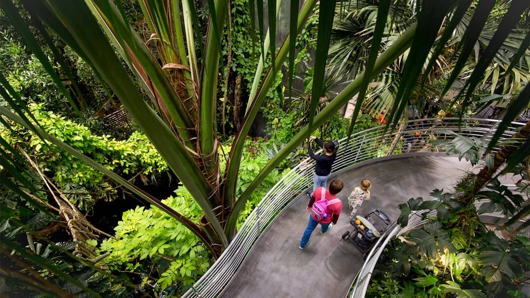Visitors exploring rainforest exhibit at California Academy of Sciences.