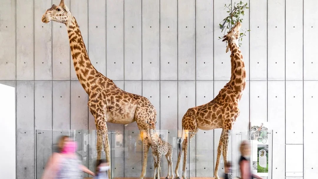 Giraffe exhibits at California Academy of Sciences, San Francisco.