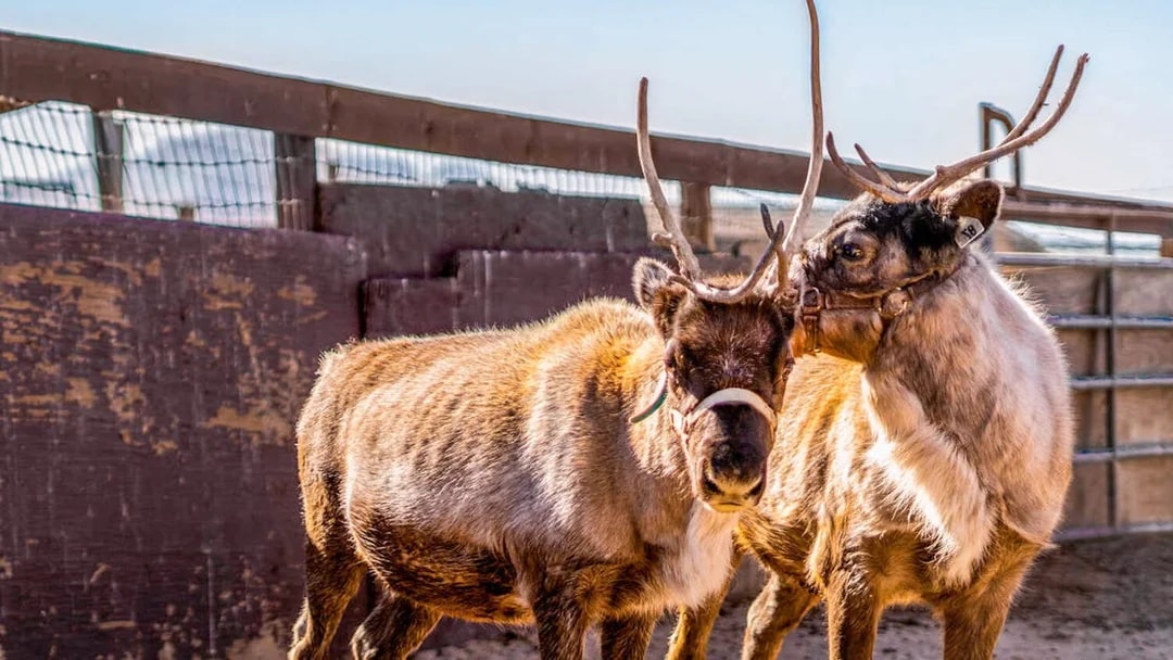 Two baby reindeer in a fenced area during the Season for Science event.