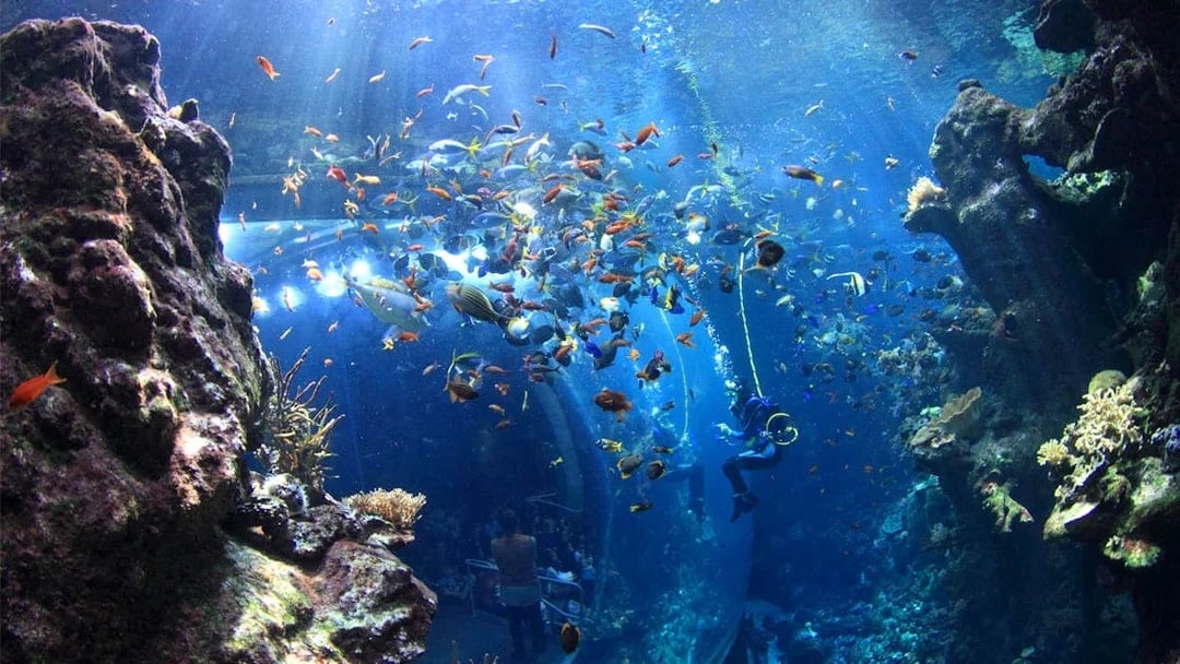 California Academy of Sciences Tickets