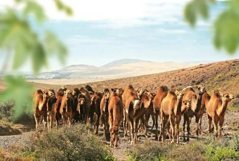 Camel Safari Ticket