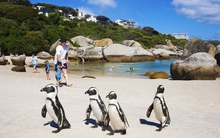 Cape Point and Boulders Beach Penguins Small-Group Sightseeing Tour with Hotel Transfers Image 1