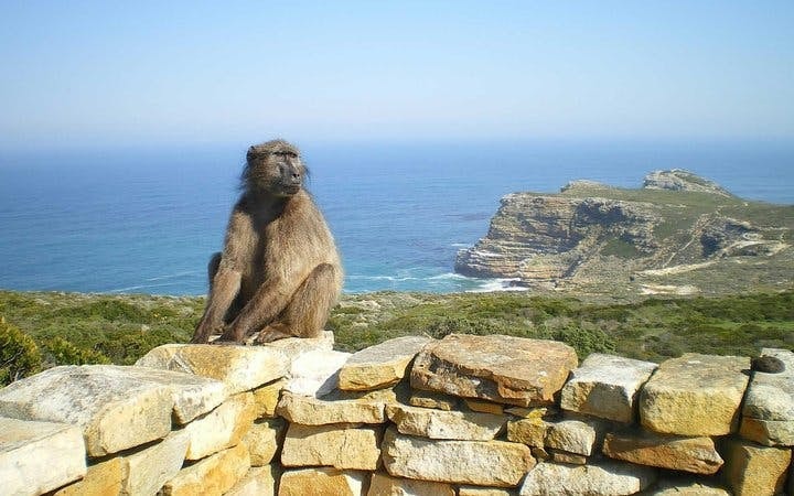 Cape Point and Boulders Beach Penguins Small-Group Sightseeing Tour with Hotel Transfers Image 3