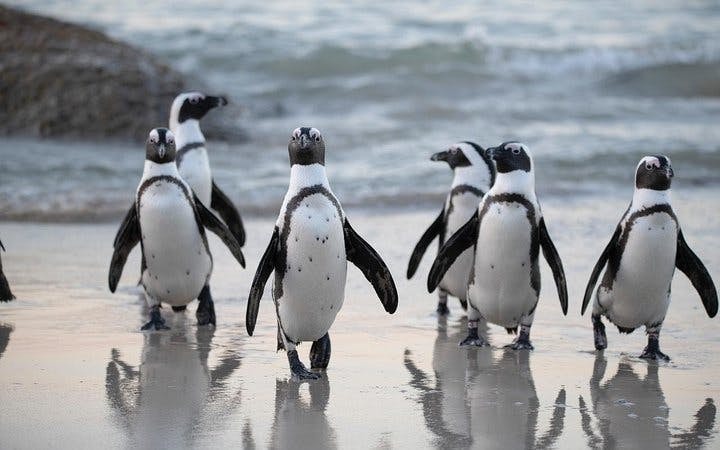 Cape Point and Boulders Beach Penguins Small-Group Sightseeing Tour with Hotel Transfers Image 7