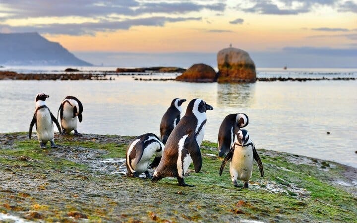 Cape Point and Boulders Beach Penguins Small-Group Sightseeing Tour with Hotel Transfers Image 9