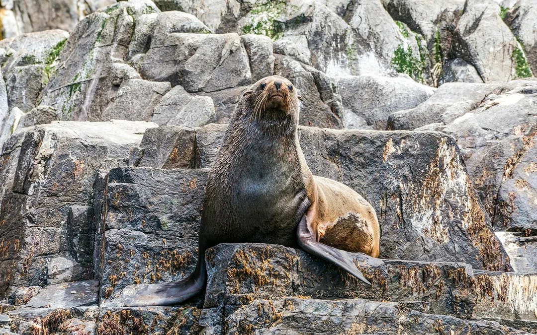 Cape Raoul Wilderness Cruise from Port Arthur Image 4
