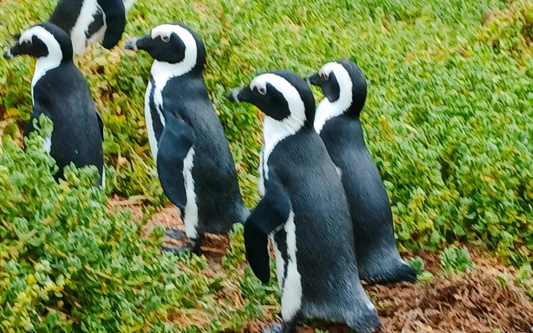 Cape Town Private Tour of Table Mountain, Cape of Good Hope and Boulders Beach Penguin Colony Image 2