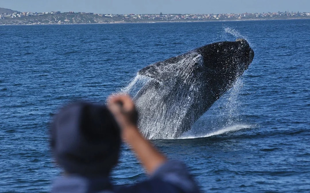 Cape Town Private Tour with Whale Watching Boat Trip, Stony Point Penguin Colony Visit, and Hermanus Wine Region Transfers Image 2