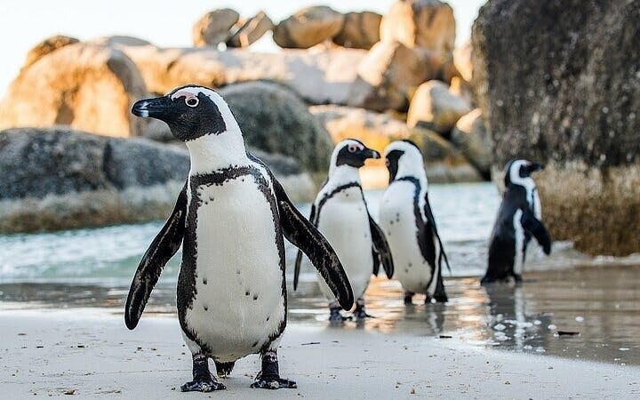 Cape Town Private Ziplining Tour in Constantia Winelands with Scenic Drives and Penguin Viewing Image 8