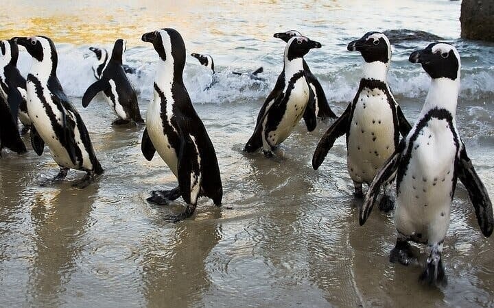 Cape Town Private Ziplining Tour in Constantia Winelands with Scenic Drives and Penguin Viewing