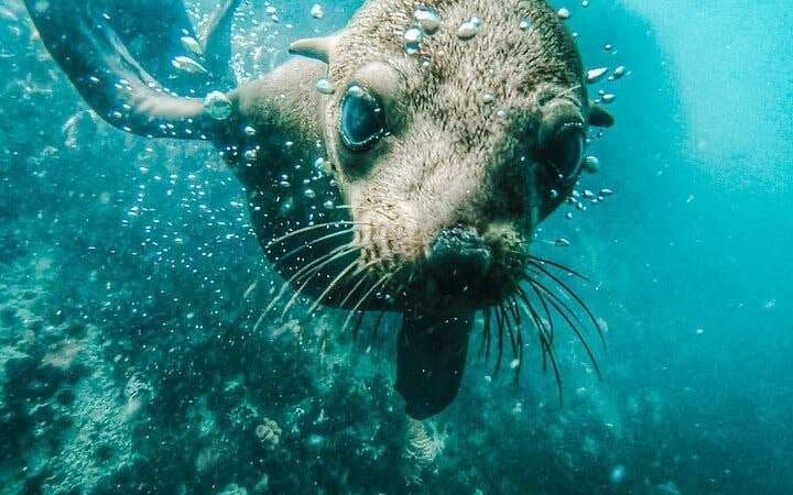 Cape Town Seal Snorkelling, Penguin Colony and Cape of Good Hope Private Tour