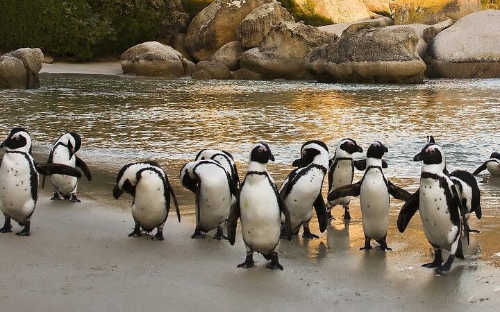 Cape Town Table Mountain, Cape of Good Hope & Boulders Penguin Colony Private Tour Image 7