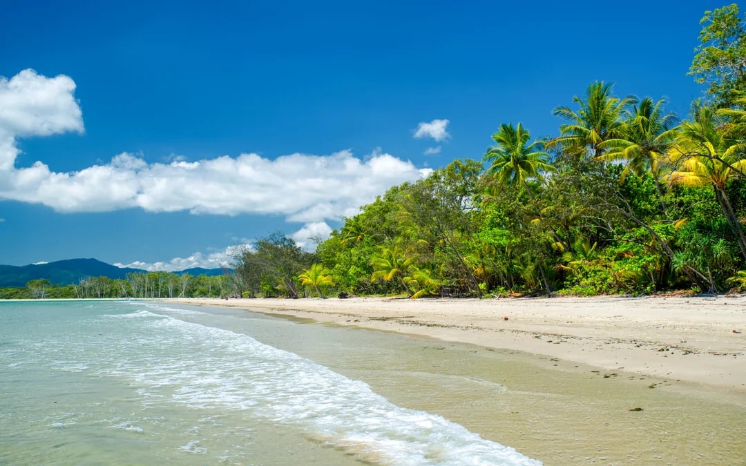 From Cairns/ Port Douglas: Full Day Tour of Daintree, Mossman Gorge & Cape Tribulation with Lunch & River Cruise Image 6