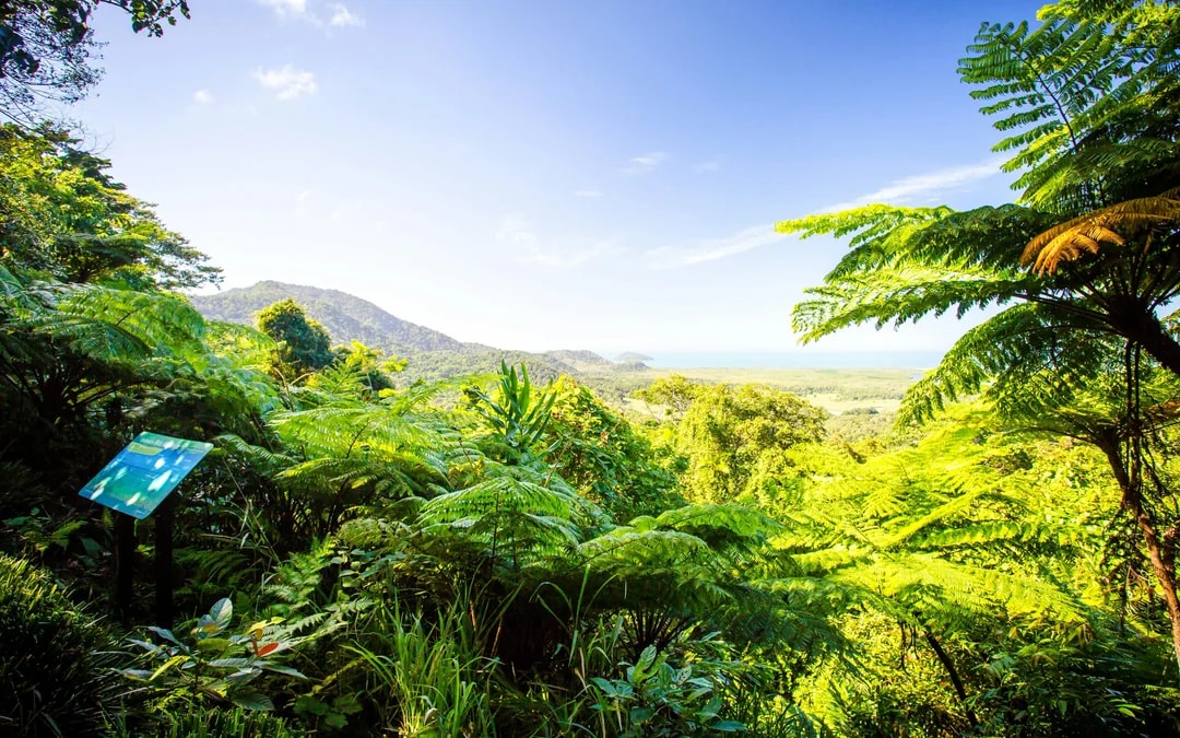 From Cairns/ Port Douglas: Full Day Tour of Daintree, Mossman Gorge & Cape Tribulation with Lunch & River Cruise Image 7