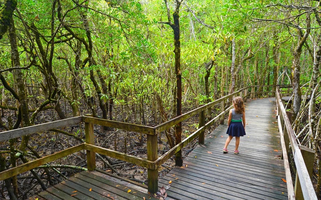 From Cairns/ Port Douglas: Full Day Tour of Daintree, Mossman Gorge & Cape Tribulation with Lunch & River Cruise Image 8