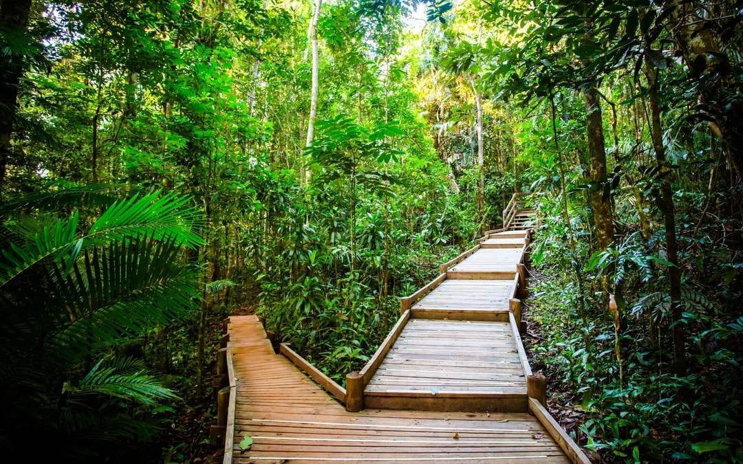 From Cairns/ Port Douglas: Full Day Tour of Daintree, Mossman Gorge & Cape Tribulation with Lunch & River Cruise Image 10