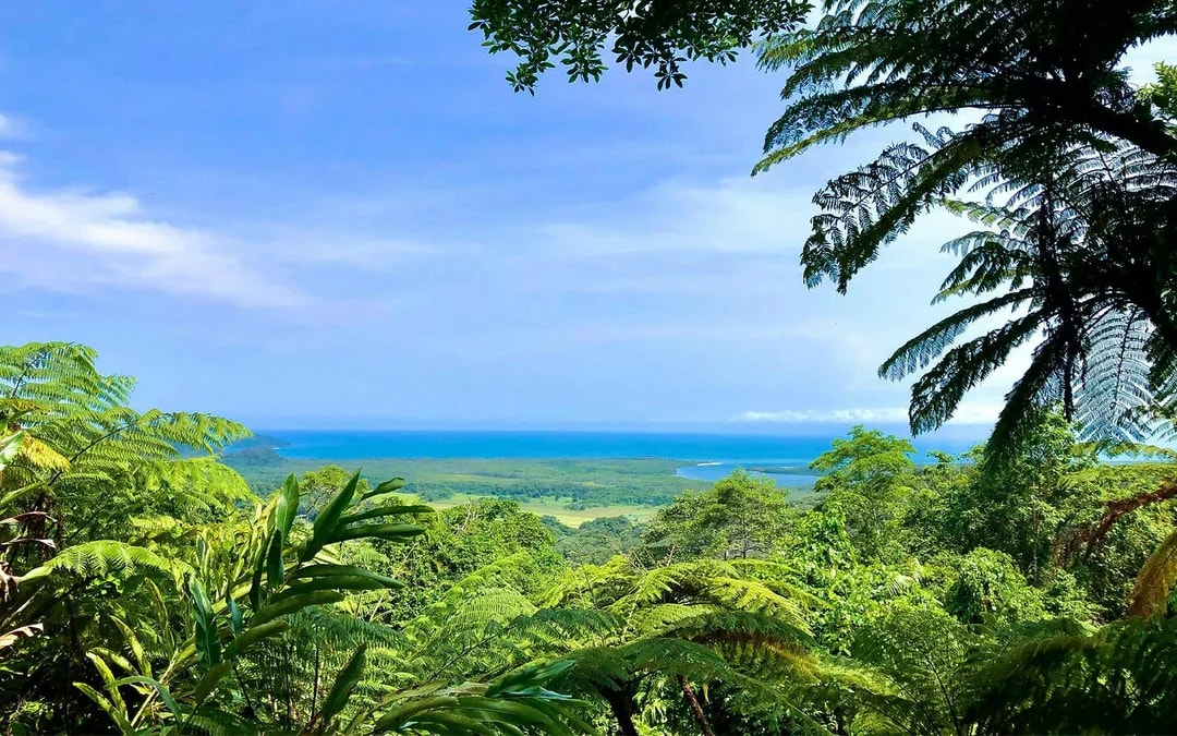 From Cairns/ Port Douglas: Full Day Tour of Daintree, Mossman Gorge & Cape Tribulation with Lunch & River Cruise Image 11