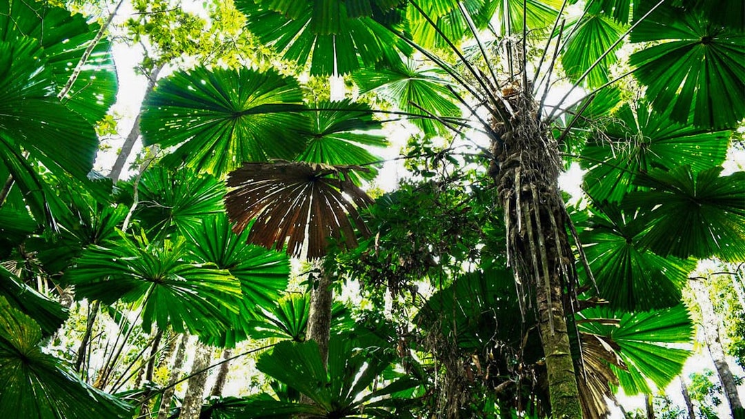 Lush rainforest canopy in Cape Tribulation, featuring large fan-shaped leaves.