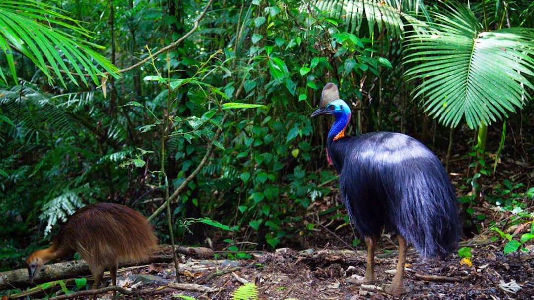 Cassowary in the rainforest during Cape Tribulation Day Tour.