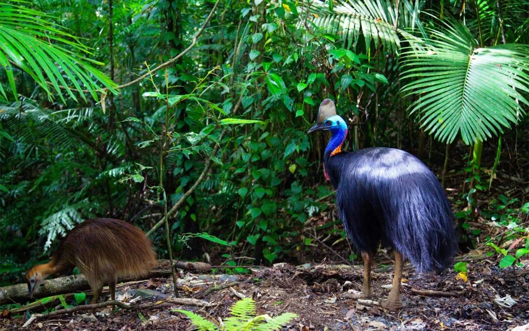 From Cairns/ Port Douglas: Full Day Tour of Daintree, Mossman Gorge & Cape Tribulation with Lunch & River Cruise Image 5