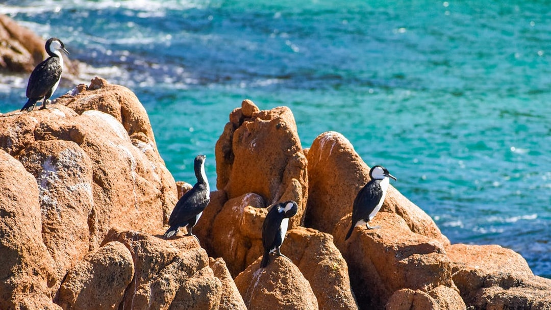 Birds perched on rocky outcrops by the ocean at Cape Woolamai, Phillip Island.