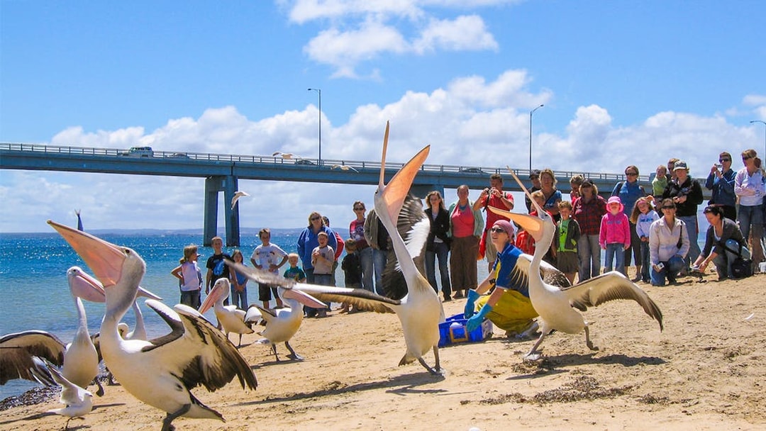 Pelicans being fed on the beach with a crowd watching at Cape Woolamai, Phillip Island.