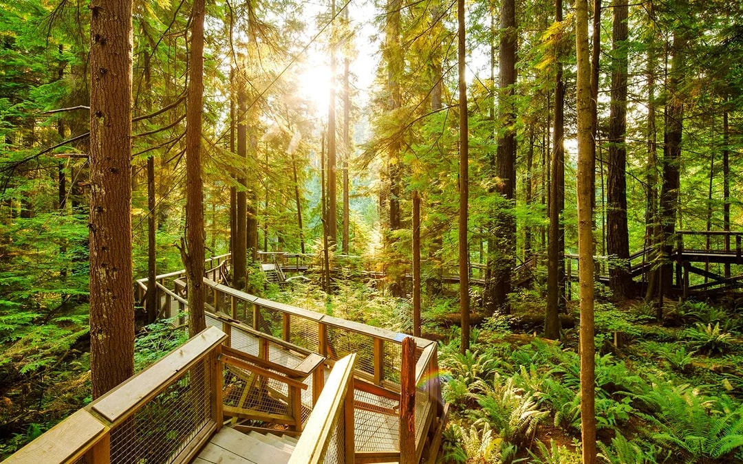 Capilano Suspension Bridge Park Tickets Image 8
