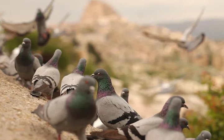 Cappadocia Private Guided Tour(Car&Licensed Guide) Image 10