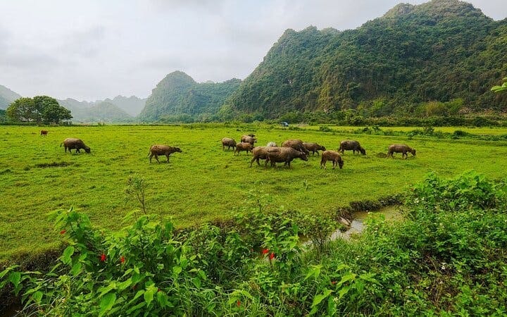 Cat Ba Navy Peak Trekking, Cycling, Bungalow Stay, and Lan Ha–Ha Long Bay Cruise with Meals Image 3