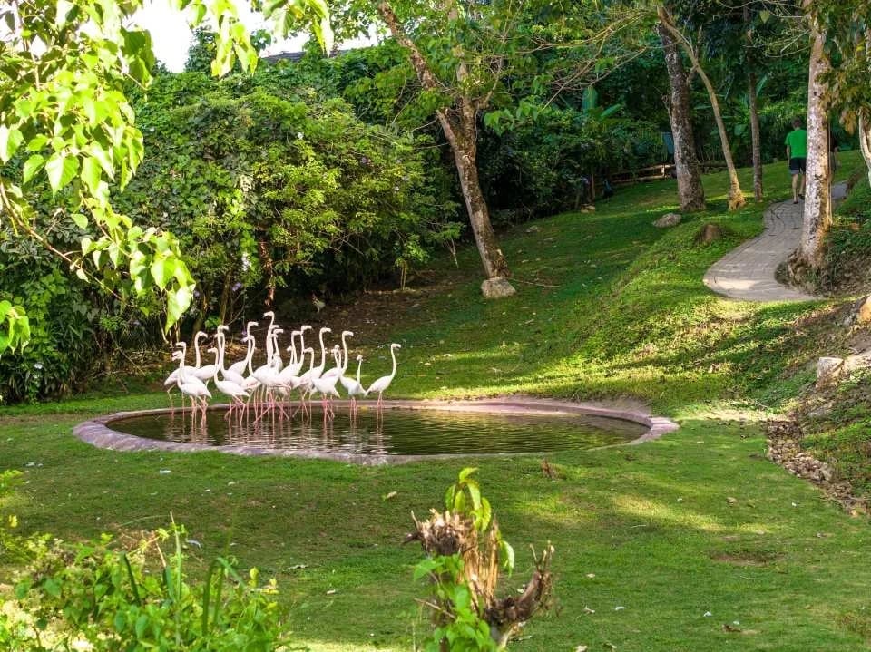Cebu Safari and Adventure Park in Cebu | Philippines