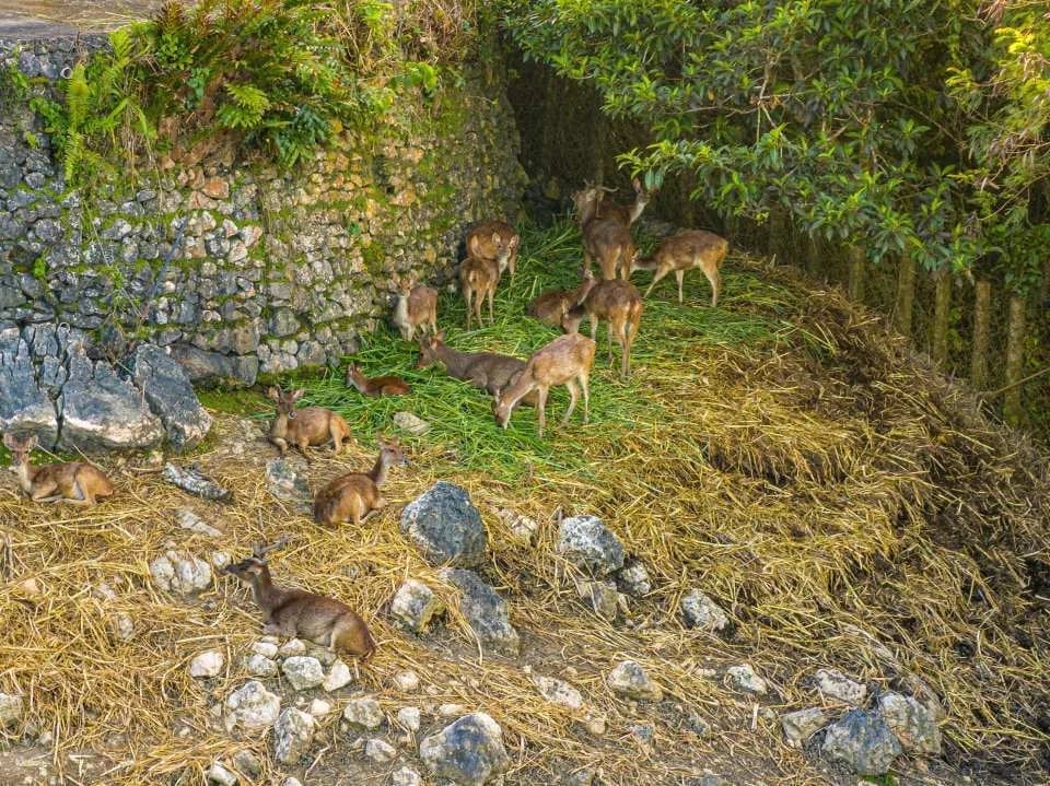 Cebu Safari and Adventure Park in Cebu | Philippines