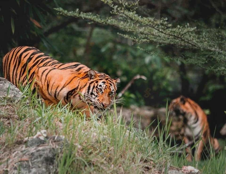 Cebu Safari and Adventure Park in Cebu | Philippines