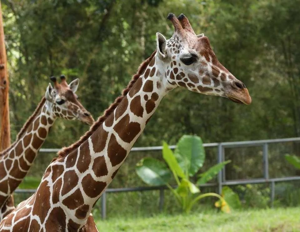 Cebu Safari and Adventure Park in Cebu | Philippines