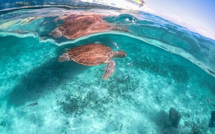 Cenote Cave Swim and Akumal Sea Turtle Snorkeling Small-Group Tour with Aquatic Guide Image 4