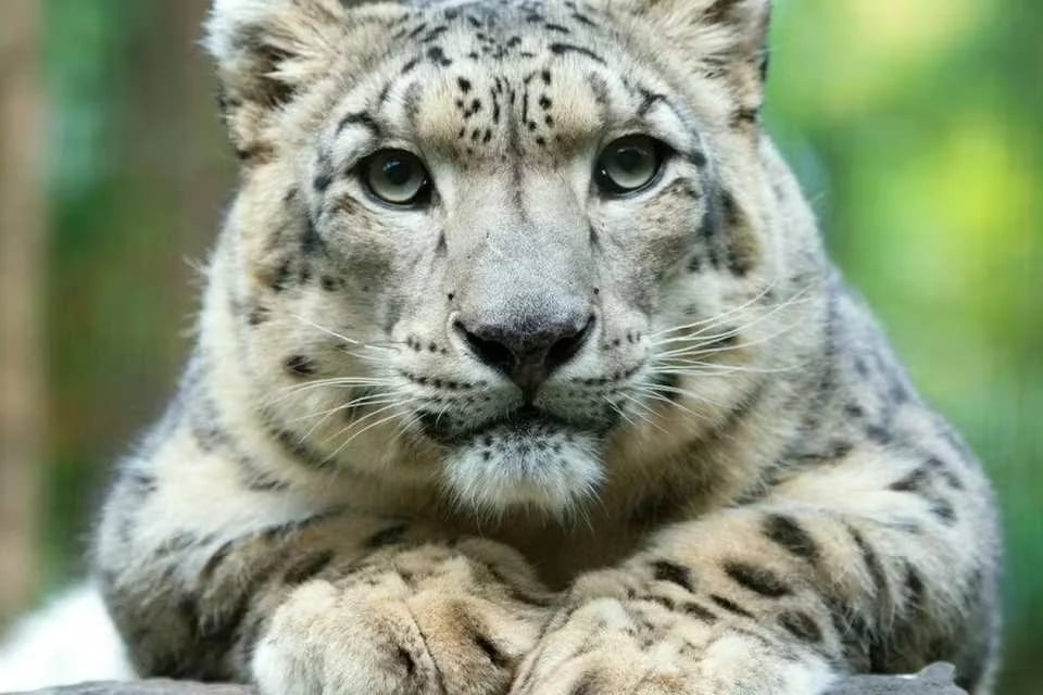 Central Park Zoo Ticket | New York