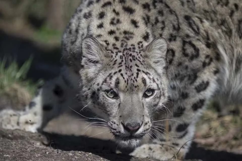 Central Park Zoo Ticket | New York