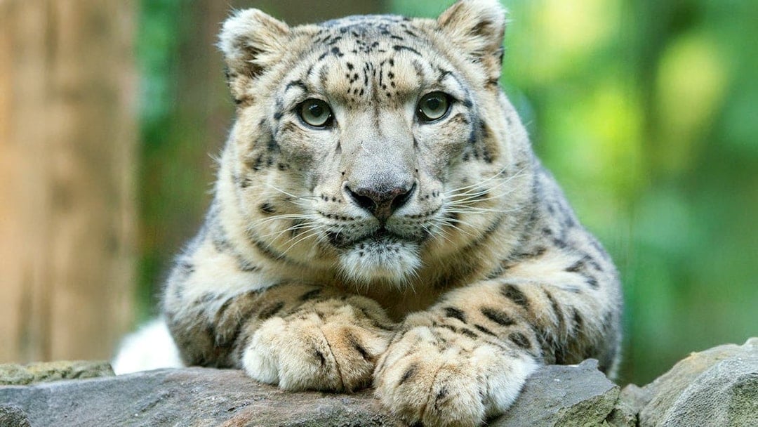 White tiger resting on rocks at Central Park Zoo.