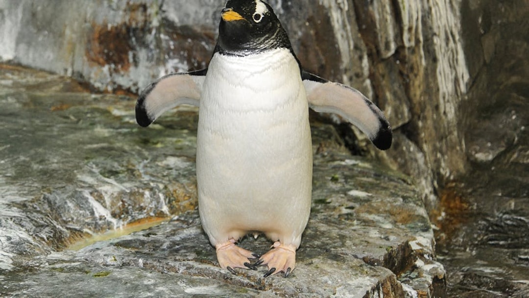 Penguin standing on rocks at Central Park Zoo.