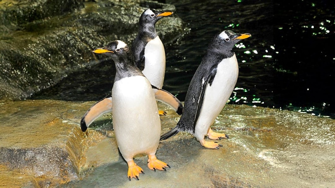 Penguins standing on rocks at Central Park Zoo exhibit.