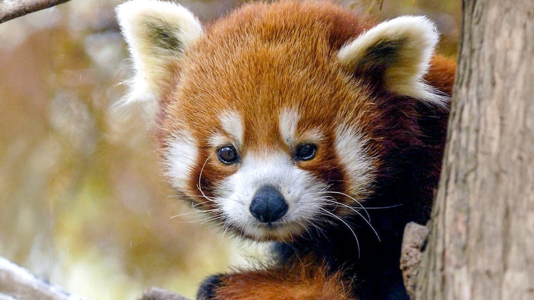 Red panda in a tree at Central Park Zoo.