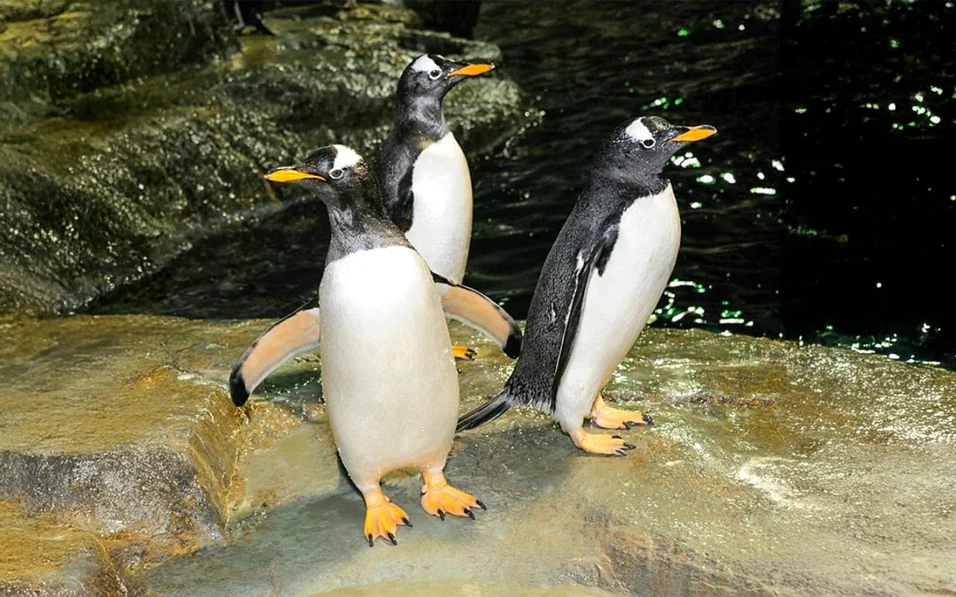 Central Park Zoo Tickets Image 9