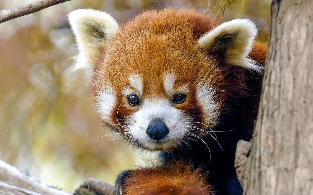 Central Park Zoo Tickets Image 10